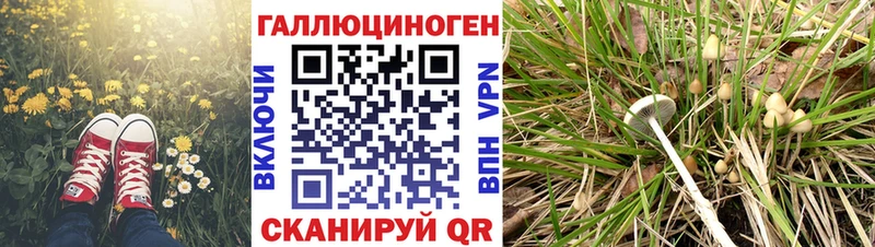 Галлюциногенные грибы Psilocybe  Мантурово 
